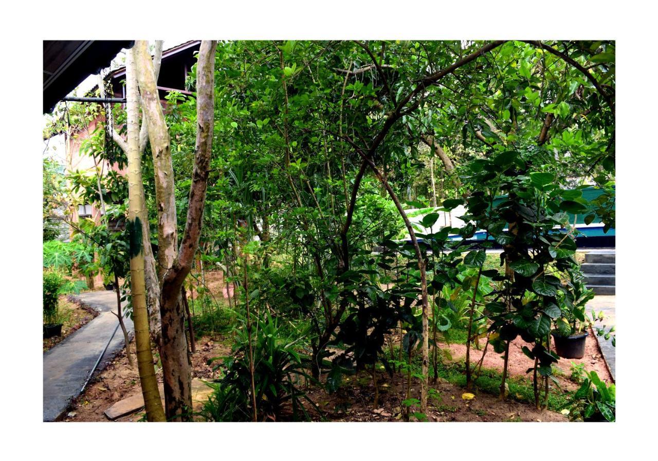 Sun And Green Eco Lodge - ダンブッラ エクステリア 写真